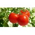 Семена томатов (помидор) Полбиг F1 Бейо (Bejo) 5 гр.