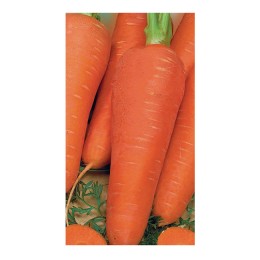 Семена моркови Ред Коред Ларк сидс (Lark seeds) 500 гр.
