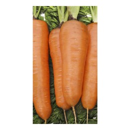 Семена моркови Курода Ларк сидс (Lark seeds) 500 гр.