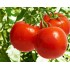 Семена томатов (помидор) Аврора F1 Элитный ряд 1 гр.