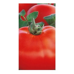 Семена томатов (помидор) Верность F1 Элитный ряд 1 гр.
