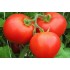 Семена томатов (помидор) Инфинити F1 Элитный ряд 1 гр.
