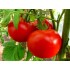 Семена томатов (помидор) Санька Элитный ряд 1 гр.