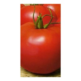 Семена томатов (помидор) Нептун Элитный ряд 1 гр.