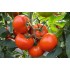 Семена томатов (помидор) Нептун Элитный ряд 1 гр.
