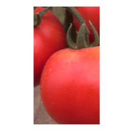 Семена томатов (помидор) Белле F1 Enza Zaden (Энза семена) 10 шт.