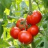 Семена томатов (помидор) Белле F1 Enza Zaden (Энза семена) 10 шт.