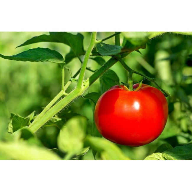 Семена томатов (помидор) Тарпан F1 Nunhems 1000 штук купить agtmarket.ru