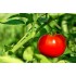 Семена томатов (помидор) Тарпан F1 Nunhems 1000 штук