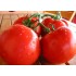 Семена томатов (помидор) Скиф Nunhems 1000 штук.