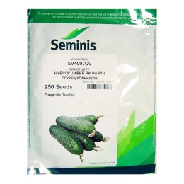 Семена огурца СВ4097ЦВ F1 Семинис (Seminis) 250 шт.