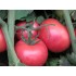 Семена томатов (помидор) Пинк Буш F1 Семинис (Seminis) 1000 шт.