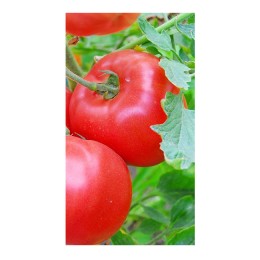 Семена томатов (помидор) Тех 2720 F1 Takii seed (Таки сид) 250 шт.