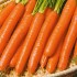 Семена моркови Витаминная 6 Семена Крыма 2 гр.