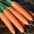 Семена моркови Роте Ризен (Красный Великан) Семена Крыма 2 гр.