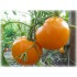Семена томатов (помидор) Хурма Семена Крыма 0.1 гр.