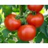 Семена томатов (помидор) Дар Заволжья розовый Семена Крыма 0.1 гр.