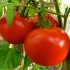 Семена томатов (помидор) Ляна Семена Крыма 0.2 гр.
