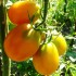 Семена томатов (помидор) Де Барао золотой Семена Крыма 0.1 гр.