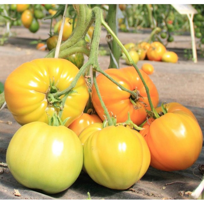 Семена томатов (помидор) Лотос Семена Крыма 0.1 гр. купить agtmarket.ru