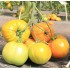 Семена томатов (помидор) Лотос Семена Крыма 0.1 гр.