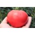 Семена томатов (помидор) Розовый гигант Семена Крыма 0.1 гр.