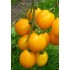 Семена томатов (помидор) Цитрусовый сад Семена Крыма 0.1 гр.