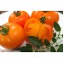 Семена томатов (помидор) Оранжевый Слон Семена Крыма 0.1 гр.