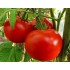 Семена томатов (помидор) Волгоградский Розовый Семена Крыма 0.1 гр.