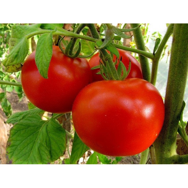 Семена томатов (помидор) Титан Семена Крыма 0.1 гр. купить agtmarket.ru