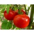 Семена томатов (помидор) Титан Семена Крыма 0.1 гр.