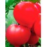 Семена томатов (помидор) Государь F1 Семена Крыма 0.05 гр.