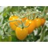 Семена томатов (помидор) Золотое Руно Семена Крыма 0.1 гр.