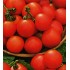 Семена томатов (помидор) Любимец Подмосковья Семена Крыма 0.1 гр.