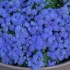 Семена цветов Агератум Голубая норка Семена Крыма 0.1 гр.