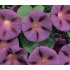 Семена цветов Ипомея Пурпурная звезда Семена Крыма 0.5 гр.