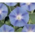 Семена цветов Ипомея Голубая с синими стрелами Семена Крыма 0.5 гр.