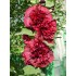 Семена цветов Шток-Роза Королева алая Семена Крыма 0.1 гр.