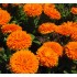 Семена цветов Календула Оранжевый король Семена Крыма 0.5 гр.