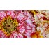 Семена цветов Цинния георгиноцветковая Пеперминт стик Семена Крыма 0.3 гр.