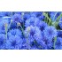 Семена цветов Вербена Мамут микс Семена Крыма 0.2 гр.