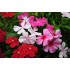 Семена цветов Катарантус розовый Смесь окрасок Семена Крыма 0.1 гр.