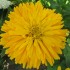 Семена цветов Цинния кактусовидная Бог солнца Семена Крыма 0.3 гр.